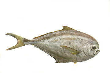 Image showing exotic fish