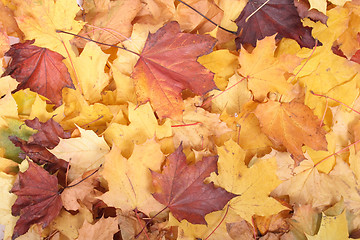 Image showing autumn background