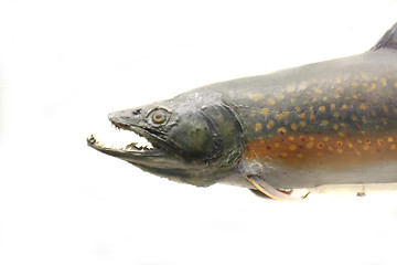 Image showing exotic fish