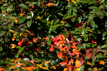 Image showing autumn background with red gaultheria