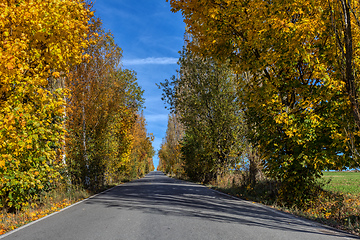 Image showing fall colored trees on alley in autumn