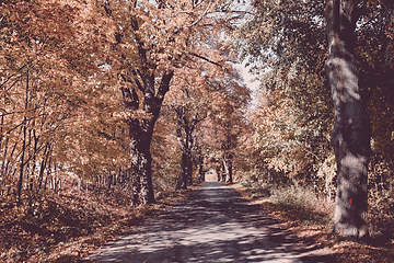 Image showing fall colored trees on alley in autumn