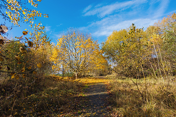 Image showing Autumn in park, fall concept