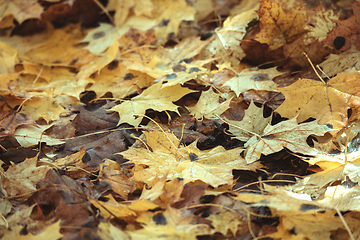 Image showing Natural autumn pattern background