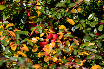 Image showing autumn background with red gaultheria