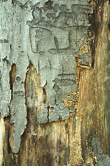 Image showing bark