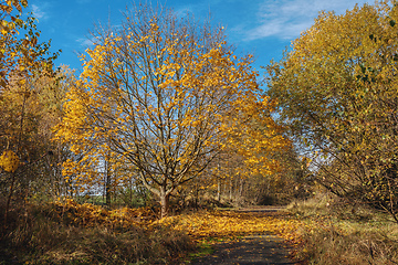 Image showing Autumn in park, fall concept