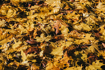 Image showing Natural autumn pattern background