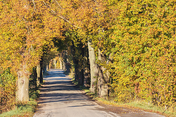 Image showing fall colored trees on alley in autumn