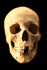 Image showing skull