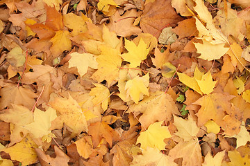 Image showing autumn background