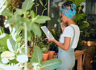 Image showing Tablet, small business or black woman with plants research for agriculture development or agro management. Digital app, store manager or entrepreneur working on quality floral sustainability online