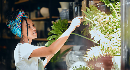 Image showing Small business, black woman and entrepreneur as a florist at a plant shop in the gardening in a nursery. Sustainability, growth and store owner working with green plants in a greenhouse startup