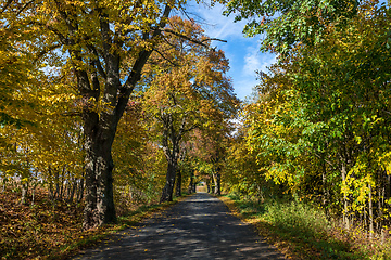 Image showing fall colored trees on alley in autumn