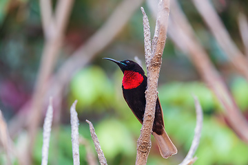 Image showing Scarlet-chested sunbird, Chalcomitra senegalensis, Ethiopia