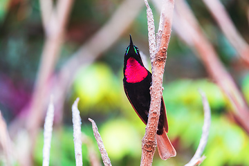 Image showing Scarlet-chested sunbird, Chalcomitra senegalensis, Ethiopia