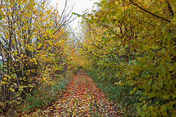 Image showing fall colored trees on alley in autumn