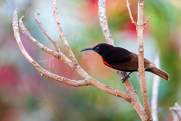 Image showing Scarlet-chested sunbird, Chalcomitra senegalensis, Ethiopia