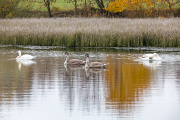 Image showing The cool autumn morning at the pond