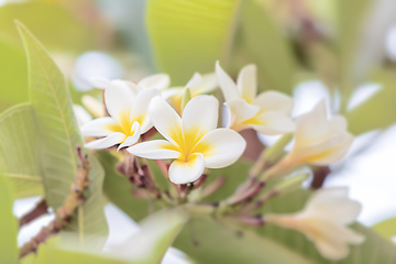 Image showing white plumeria flower in nature garden