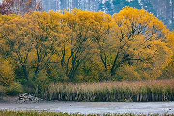 Image showing The cool autumn morning at the pond