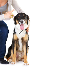 Image showing Woman, dog and learning with tennis ball in studio for training, mockup and focus by white background. Trainer talk, dog and pet education with teaching, love and care while isolated for listening