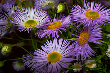 Image showing Wild flowers