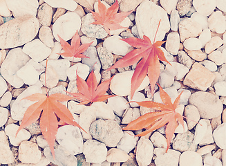 Image showing Autumn Leaves over pebbles background