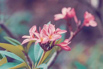 Image showing pink flowers Frangipani, Plumeria Madagascar