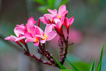 Image showing pink flowers Frangipani, Plumeria Madagascar