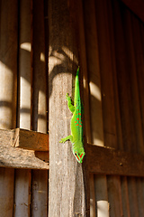 Image showing Phelsuma madagascariensis is a species of day gecko Madagascar