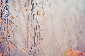 Image showing beautiful autumn yellow birch leaves