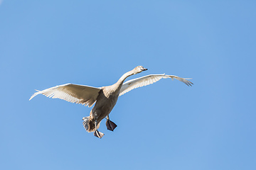 Image showing young Mute Swan, Cygnus Olor, In Flight