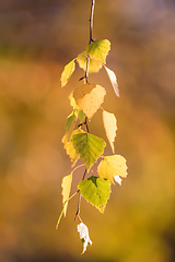 Image showing beautiful autumn yellow birch leaves