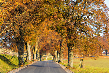 Image showing fall colored trees on alley in autumn