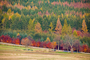 Image showing Autumn forest nature. Vivid fall colors