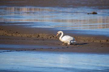 Image showing Dirty White Swan on Muddy empty pond