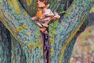 Image showing heart-shaped tree trunk