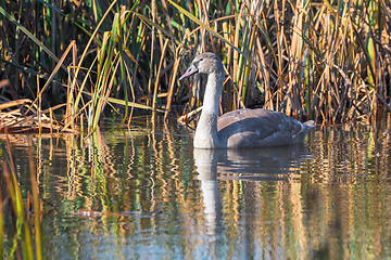 Image showing young mute swan morning at the pond