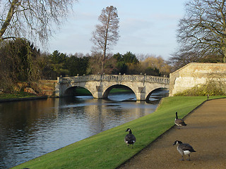 Image showing Greylags walk