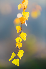 Image showing beautiful autumn yellow birch leaves