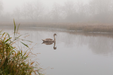 Image showing young mute swan morning at the pond