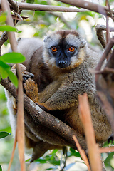 Image showing Common brown lemur in top of tree