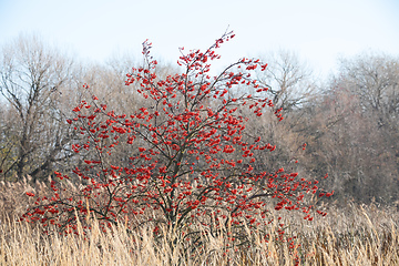 Image showing Autumn Foliage and Red Berries on rowan tree