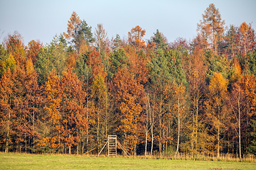 Image showing Autumn forest nature. Vivid fall colors