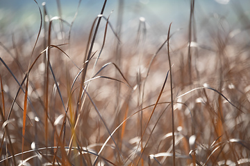 Image showing orange reeds blowing in the wind.