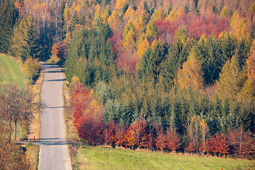 Image showing Autumn forest nature. Vivid fall colors