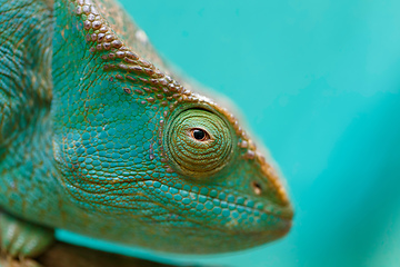 Image showing Parson\'s chameleon, Madagascar Wildlife