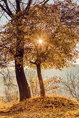 Image showing Fall Birch Tree with sunlight