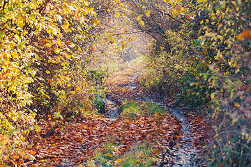 Image showing fall colored trees on alley in autumn